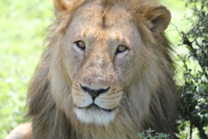 En løve