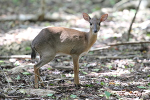 Zanzibar Duiker