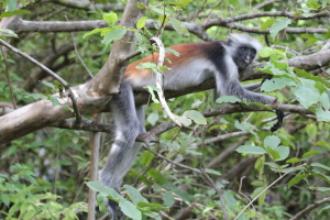 Red Colobus