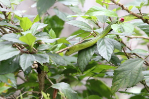 Green Mamba