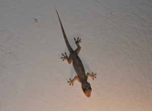 Husgekko