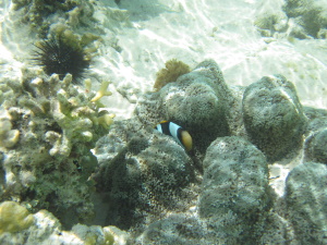 Klovnfisk og bløde koraller