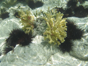 Søpindsvin og hårde koraller